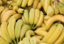 Banane: chercheurs et investisseurs s’allient: La culture in vitro pour réduire les importations
