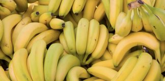 Banane: chercheurs et investisseurs s’allient: La culture in vitro pour réduire les importations