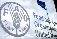 FAO: Recul des prix mondiaux des produits alimentaires pour le cinquième mois consécutif