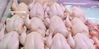 Le poulet congelé à 330 DA le kilo: L’ONAB injecte 2.000 tonnes pour stabiliser le marché