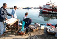 Pêche vers un fonds d’indemnisation des marins: Un revenu garanti en cas d’intempéries ou de repos biologique