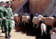 Démantèlement d’une bande criminelle spécialisée dans le vol de bétail à Khenchela