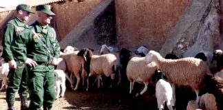 Démantèlement d’une bande criminelle spécialisée dans le vol de bétail à Khenchela