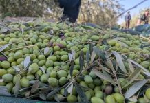 Bejaia: Plus de 870.000 quintaux d’olives cueillis depuis le début de la campagne oléicole