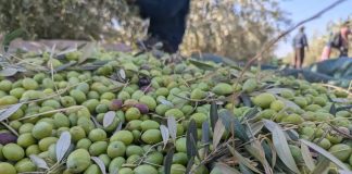 Bejaia: Plus de 870.000 quintaux d’olives cueillis depuis le début de la campagne oléicole
