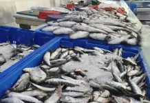 Produits halieutiques à travers le pays: Près de 400 points de vente directe durant le ramadhan