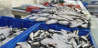 Produits halieutiques à travers le pays: Près de 400 points de vente directe durant le ramadhan