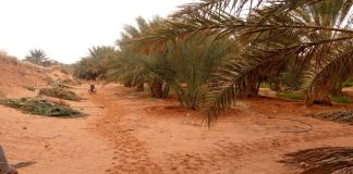 20.000 palmiers pour booster la phoeniciculture à Ouargla: Une aide de 3.500 DA par plant pour soutenir l’extension des superficies