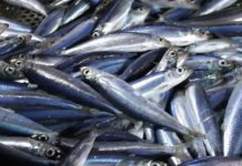 Produits halieutiques: Une nouvelle espèce de poisson ressemblant à la sardine découverte en Algérie