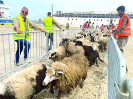 Aïd El-Adha: 1 million de moutons attendus d’ici le 20 mai