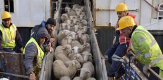 Aïd El-Adha: 12.350 moutons importés arrivent à Alger: Un plan d’un million de têtes pour stabiliser les prix à 50.000 DA