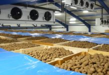 Blida: Lancement de l’opération de stockage de 3.000 tonnes de pommes de terre hors saison