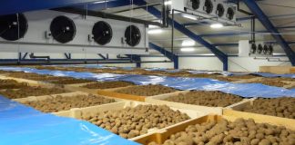 Blida: Lancement de l’opération de stockage de 3.000 tonnes de pommes de terre hors saison