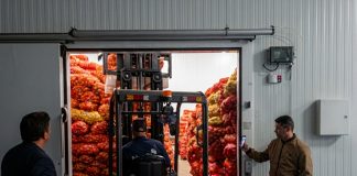 Blida, Médéa, Aïn Defla et Bouira: Déstockage de plus de 2.400 tonnes de pommes de terre dans 4 wilayas du Centre