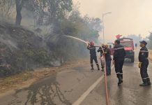 Blida: Les moyens mobilisés ont permis de réduire la superficie détruite par les feux de forêts depuis 2021