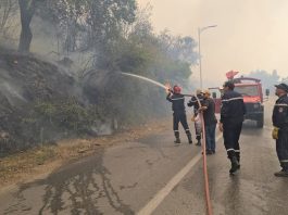 Blida: Les moyens mobilisés ont permis de réduire la superficie détruite par les feux de forêts depuis 2021