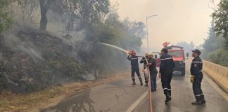 Blida: Les moyens mobilisés ont permis de réduire la superficie détruite par les feux de forêts depuis 2021
