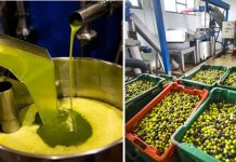 Batna: Plus de 5,6 millions de litres d’huile d’olive produits dans la wilaya
