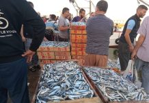 Annaba: Pêche quotidienne d’environ 20 tonnes de poissons durant le mois de Ramadhan