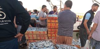 Annaba: Pêche quotidienne d’environ 20 tonnes de poissons durant le mois de Ramadhan