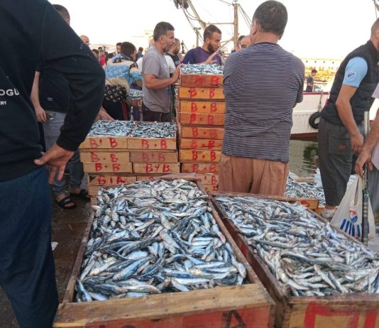 Annaba: Pêche quotidienne d’environ 20 tonnes de poissons durant le mois de Ramadhan