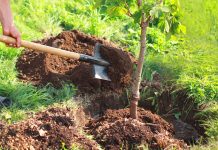 Relizane: Plantation de plus de 86.000 arbustes depuis octobre dernier
