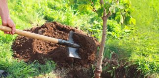 Relizane: Plantation de plus de 86.000 arbustes depuis octobre dernier