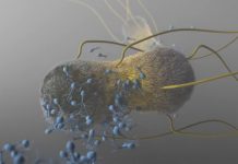 Des chercheurs ont transformé une bactérie en arme rongeant les tumeurs cancéreuses de l’intérieur