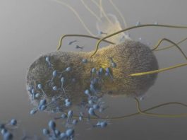 Des chercheurs ont transformé une bactérie en arme rongeant les tumeurs cancéreuses de l’intérieur