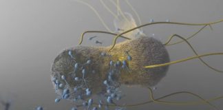 Des chercheurs ont transformé une bactérie en arme rongeant les tumeurs cancéreuses de l’intérieur