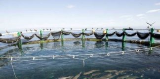 Aquaculture marine: Plusieurs projets en cours pour promouvoir la production nationale des aliments