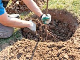 Mascara: plantation de plus de 1.000 arbustes aux abords du barrage de Fergoug