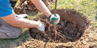 Mascara: plantation de plus de 1.000 arbustes aux abords du barrage de Fergoug
