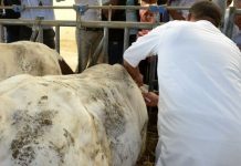 Bouira: Mobilisation de 40 vétérinaires pour la campagne de vaccination contre la fièvre aphteuse