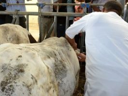 Bouira: Mobilisation de 40 vétérinaires pour la campagne de vaccination contre la fièvre aphteuse