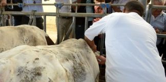 Bouira: Mobilisation de 40 vétérinaires pour la campagne de vaccination contre la fièvre aphteuse