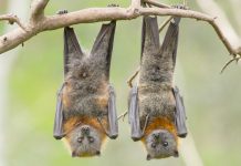 Virus de chauve-souris: Pas de nouveau Covid, mais une vigilance recommandée