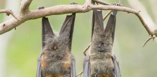 Virus de chauve-souris: Pas de nouveau Covid, mais une vigilance recommandée