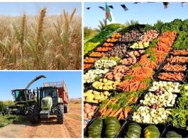 Agriculture et souveraineté alimentaire: 15% du PIB et 80% des besoins couverts