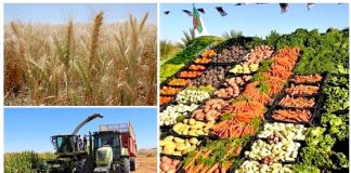 Agriculture et souveraineté alimentaire: 15% du PIB et 80% des besoins couverts