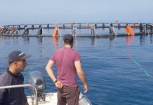 Aquaculture: 80 millions d’alevins et 12 000 tonnes de production attendues en 2026