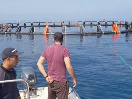 Aquaculture: 80 millions d’alevins et 12 000 tonnes de production attendues en 2026