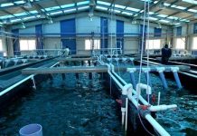 Filière aquacole: Des projets structurants pour réduire les coûts et booster l’offre