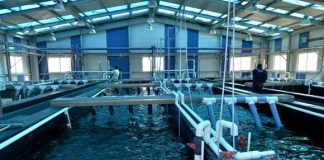 Filière aquacole: Des projets structurants pour réduire les coûts et booster l’offre