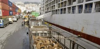 Port d’Alger: Arrivée d’une nouvelle cargaison de moutons importés