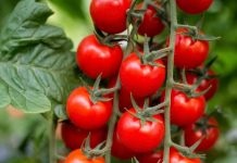 El-Meghaïer: Expérience prometteuse de culture de la tomate cerise avec des techniques modernes