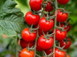 El-Meghaïer: Expérience prometteuse de culture de la tomate cerise avec des techniques modernes