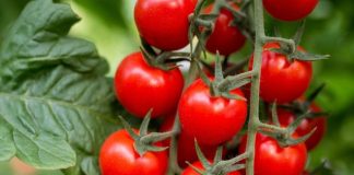 El-Meghaïer: Expérience prometteuse de culture de la tomate cerise avec des techniques modernes