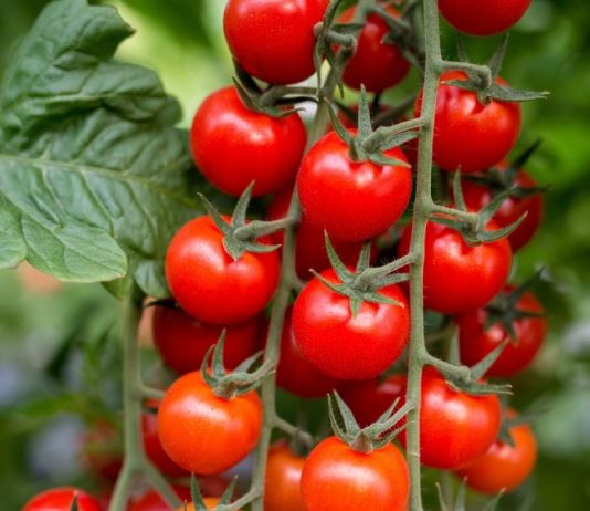 El-Meghaïer: Expérience prometteuse de culture de la tomate cerise avec des techniques modernes