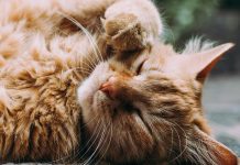 Un espoir venu du Japon contre l’insuffisance rénale du chat